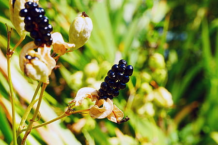 Black berries of the spent flowers of an ornamental plant Iris domestica, commonly known as leopard lily, blackberry lily, and leopard flower. thumbnail