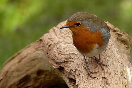 shallow focus photography of gray and brown bird thumbnail