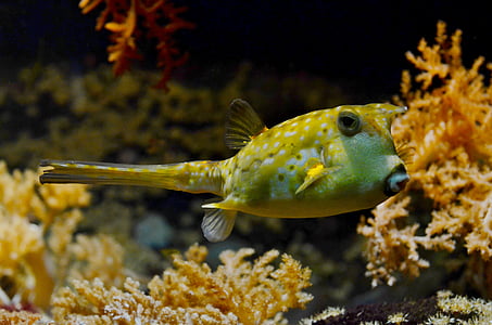close-up photography green fish thumbnail