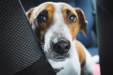 Close-up Photo of Jack Russell Terrier on Vehicle thumbnail