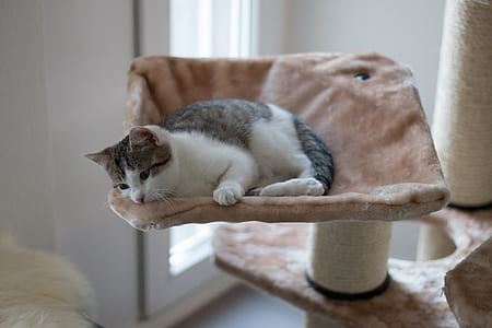 adult white and black cat lying on cat tree thumbnail