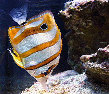  Copperband butterflyfish - Chelmon rostratus thumbnail