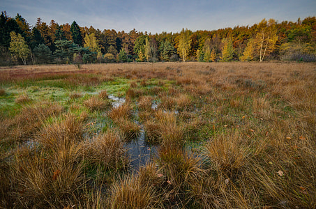 view of swamp thumbnail