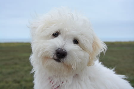long-coated white puppy thumbnail