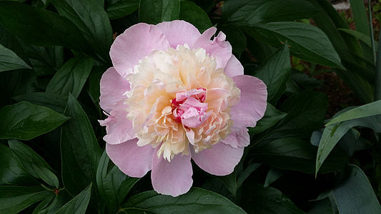 pink petaled flower closeup photography thumbnail