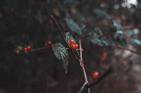 selective focus photo of red fruit thumbnail