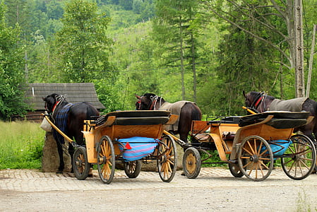 two empty carriage parked near trees thumbnail
