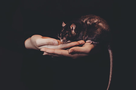 brown rat on person's hand thumbnail
