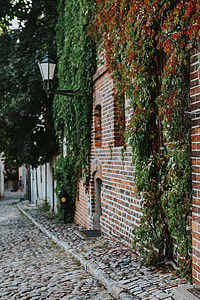 Old building covered in vine thumbnail