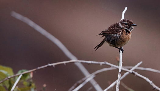brown bird perched on twig closeup photography thumbnail