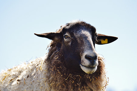 white sheep close-up photo during daytime thumbnail
