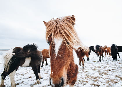 herds of horse thumbnail