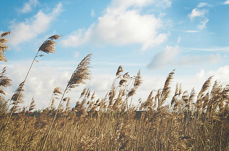 green grass field under white clouds thumbnail