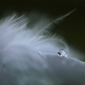 water droplet on white feather thumbnail