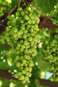 bunch of grape fruits thumbnail