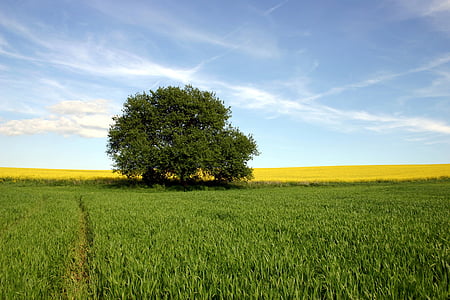 panoramic photography of tree on field of grass thumbnail