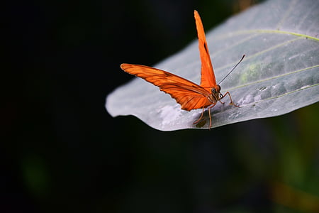 selective focus photography of orange butterfly on green leaf thumbnail
