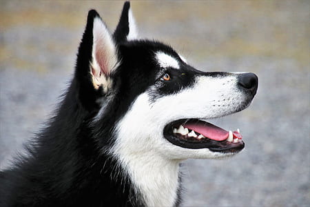 black and white Siberian husky thumbnail