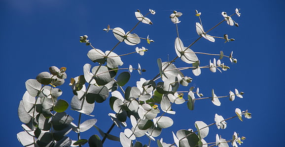 photo of white petaled flowers during daytime thumbnail