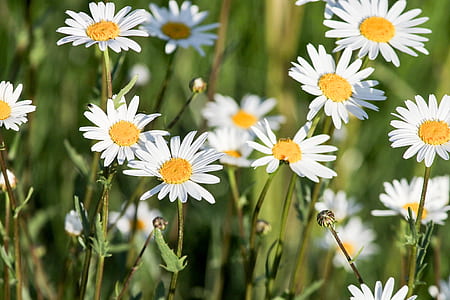 shallow focus photo of white daisy flowers thumbnail