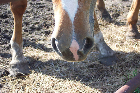 brown and white horse standing on dry grass thumbnail