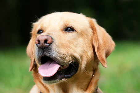 Golden Retriever closeup photography thumbnail