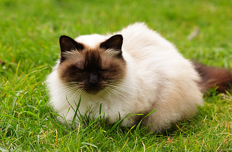 cat on grass field thumbnail