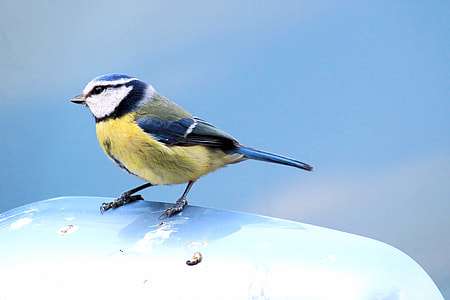 yellow, white, black, and blue bird on white surface thumbnail