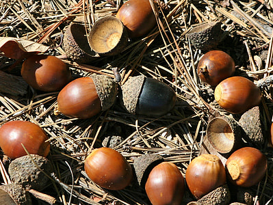 acorns thumbnail