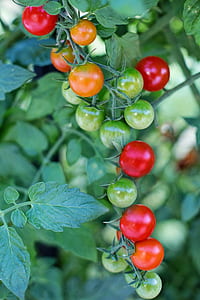 shallow photo of fruits during day time thumbnail