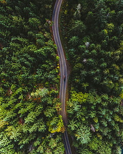 aerial photography of vehicle riding on concrete roadway in the middle of trees thumbnail