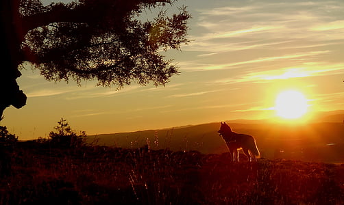 silhouette of animal during sunset thumbnail