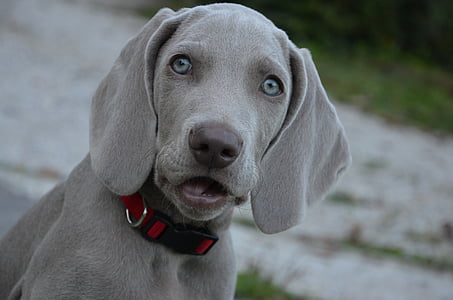 grey Weimaraner puppy close-up photography thumbnail