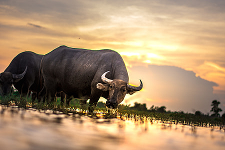 tamaraw drinking water thumbnail
