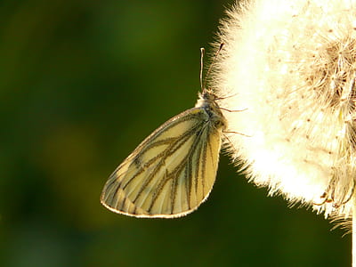 macro photography of green veined-white butterfly thumbnail