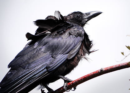 black crow perching on red twig in close-up photograph thumbnail