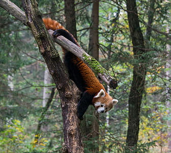 red panda hanging on tree thumbnail