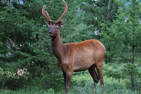 Brown Deer on Green Grass Field during Daytime thumbnail