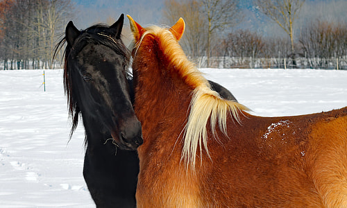 brown and black horses on snow field thumbnail