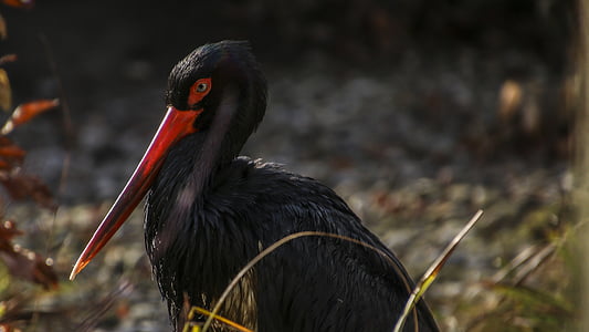black stork, stork, bird, nature, zoo, animals thumbnail