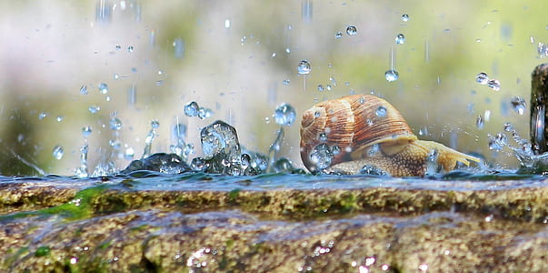 brown snail walking with rain droplets thumbnail