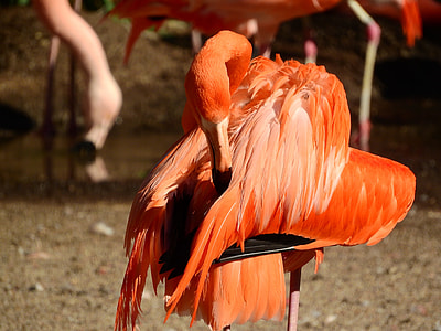 Flamingo Cuban thumbnail