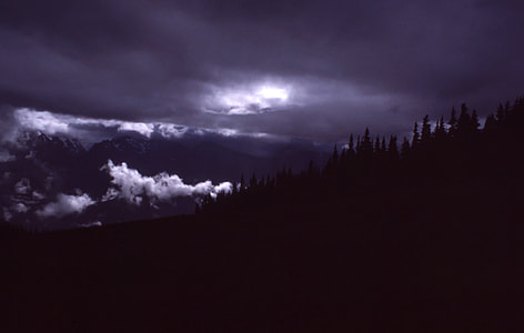 silhouette photo of green trees thumbnail