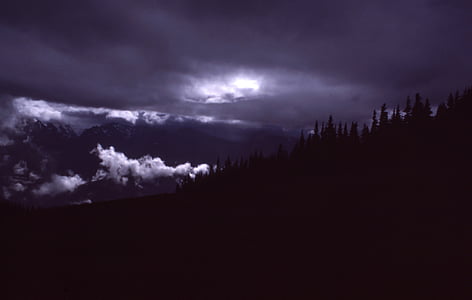 silhouette of trees thumbnail