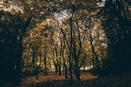 green trees at daytime thumbnail