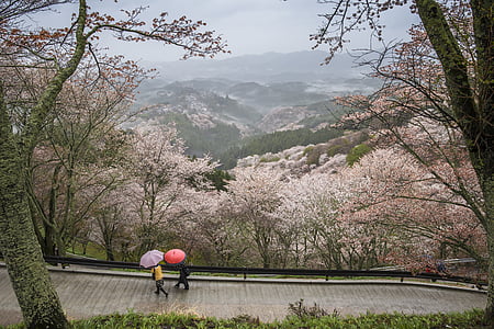 two person walking on road surrounded with cherry blossom tree during daytime thumbnail