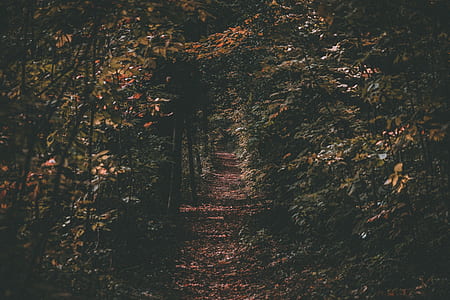 dried leaves on pathway in between trees photography thumbnail