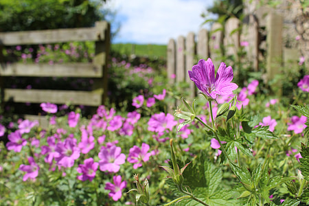 selective focus photo of purple petaled flowers thumbnail