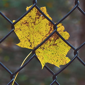 Selective Focus Photography of Yellow Leaf on Fence thumbnail
