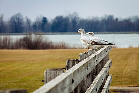 2 Birds in Brown Wooden Fence Near Lake during Day Time thumbnail